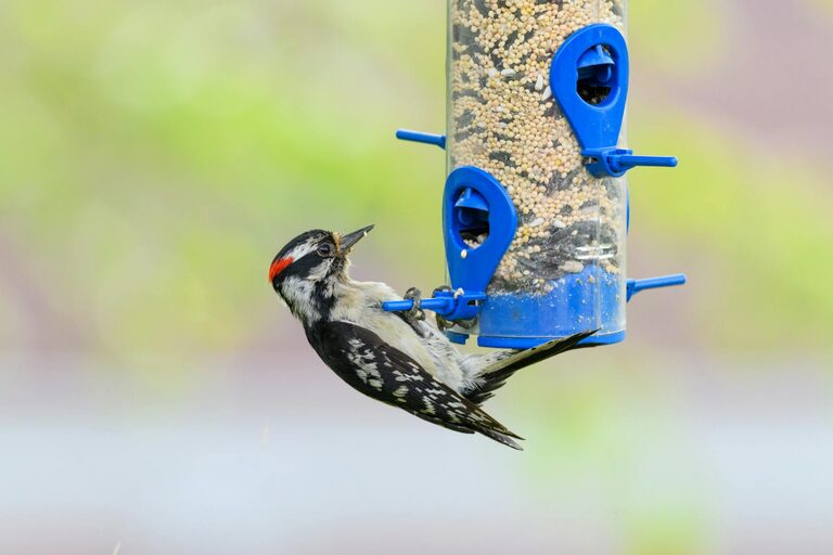 Beginner Tips for Backyard Birdwatching: A Simple Guide to Get Started
